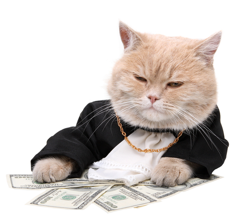 cat-money-gangster